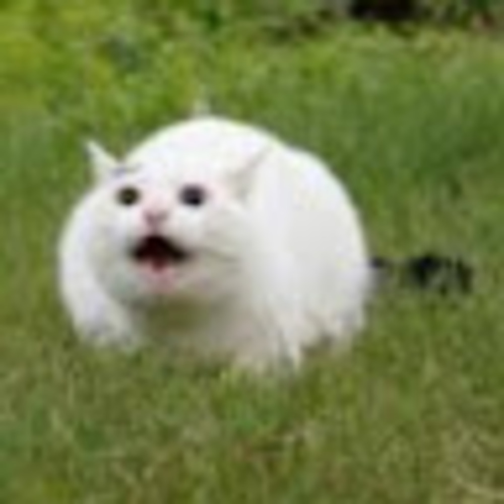 Meet your Posher, Jacqueline